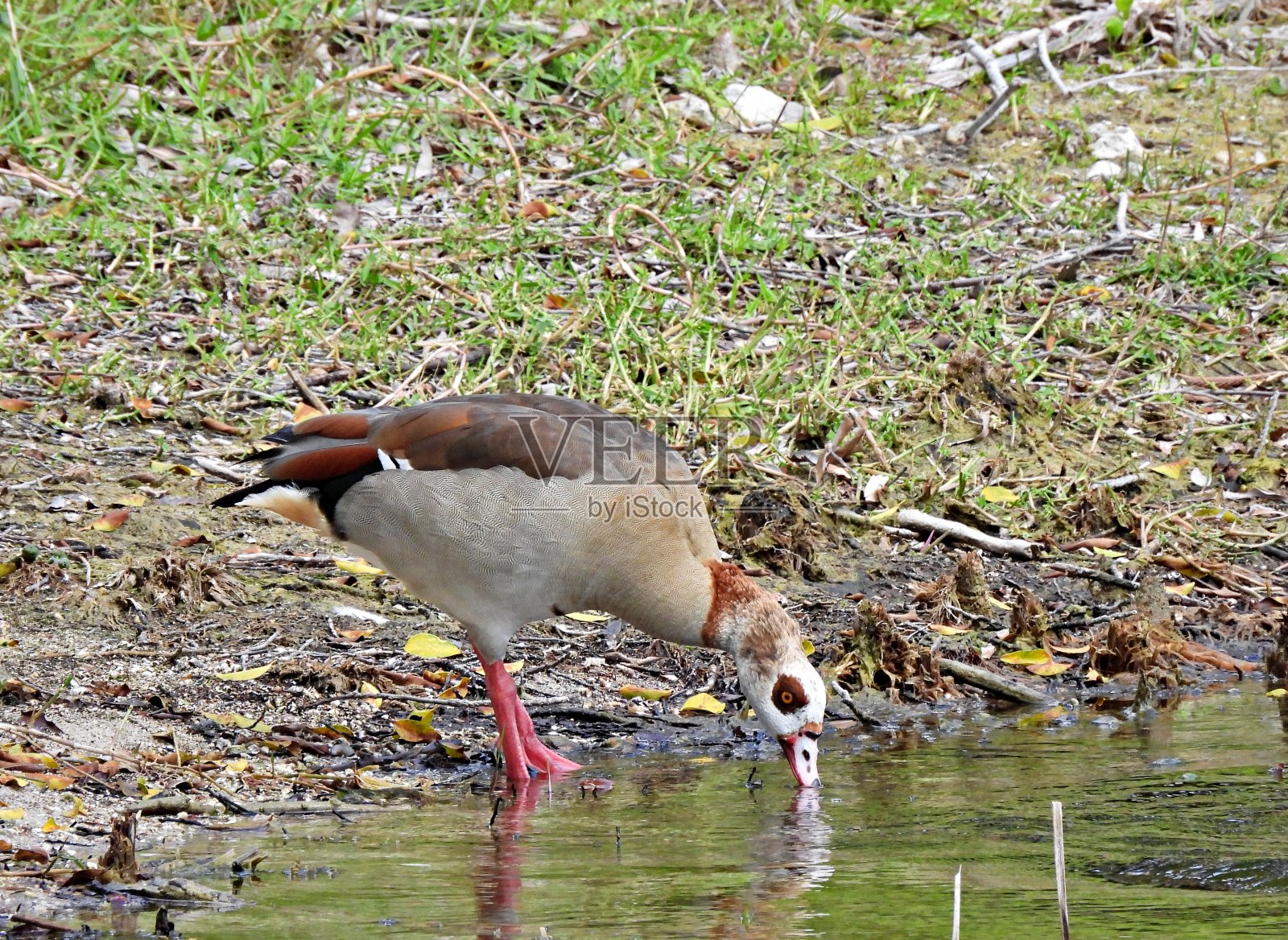 从湖里饮水的埃及鹅(埃及鹅)照片摄影图片