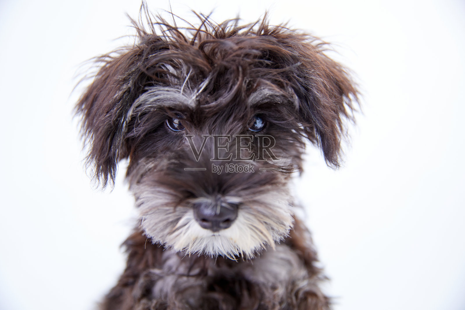 迷你雪纳瑞照片摄影图片