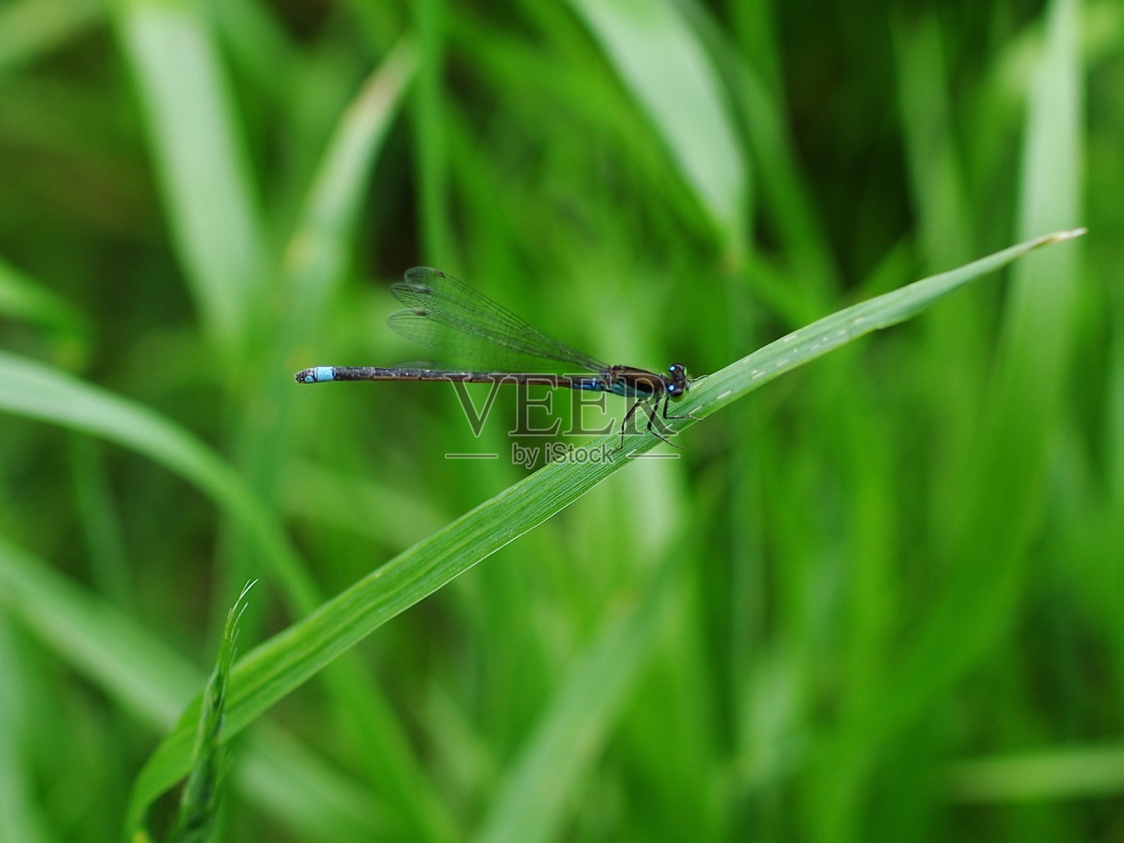 近距离观察Ischnura senegalensis，俗称March bluetail。这是带着蓝点的豆娘。照片摄影图片