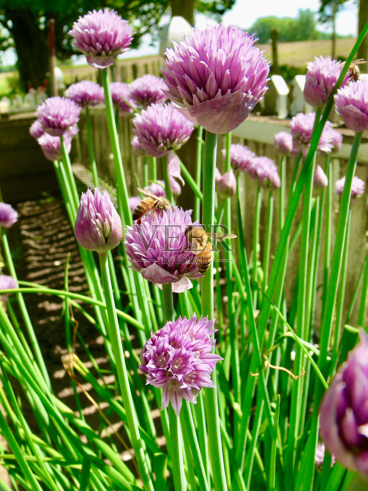 蜂蜜和细香葱照片摄影图片
