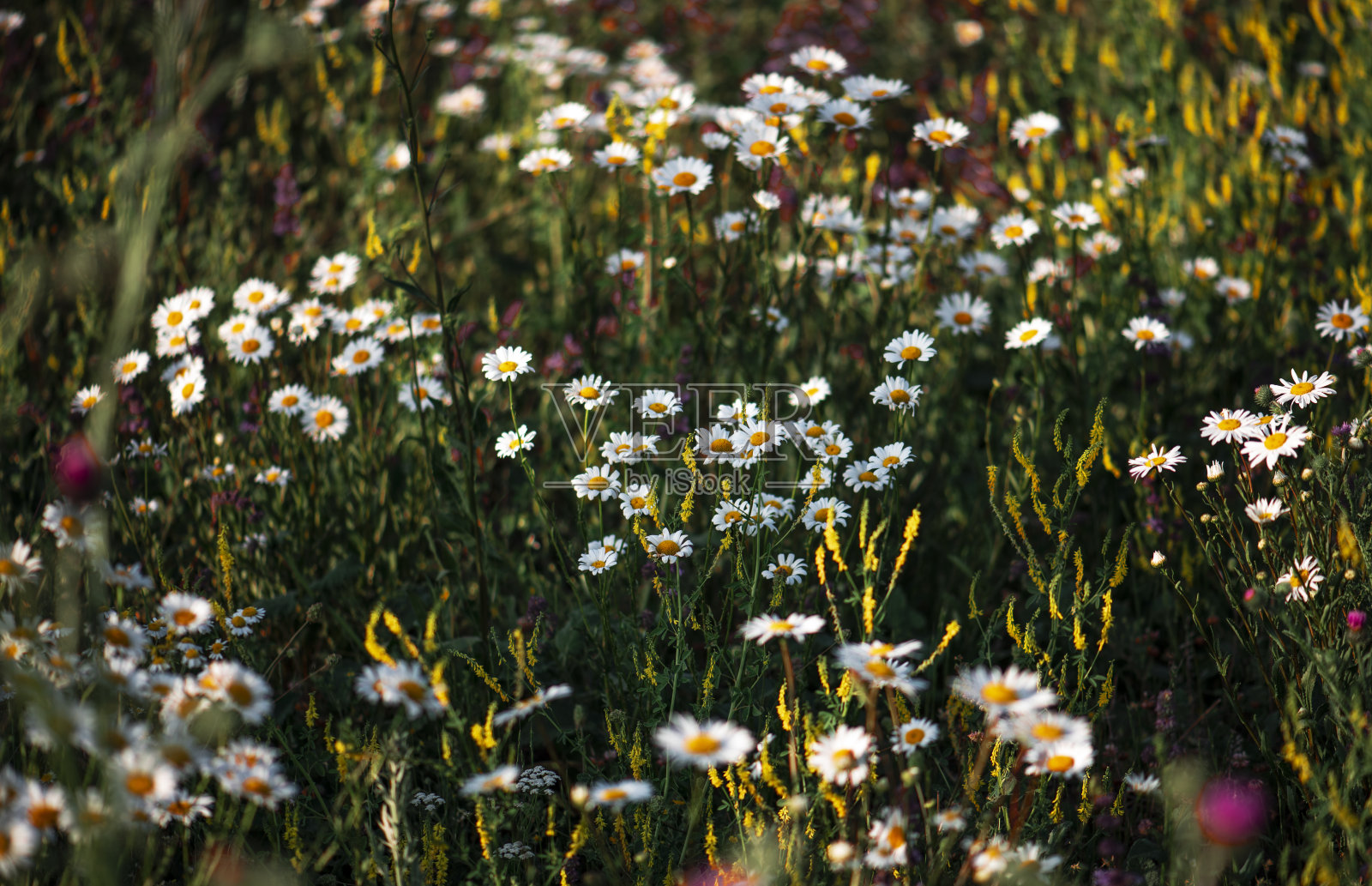 美丽的菊花。雏菊花。自然鲜花的背景。照片摄影图片