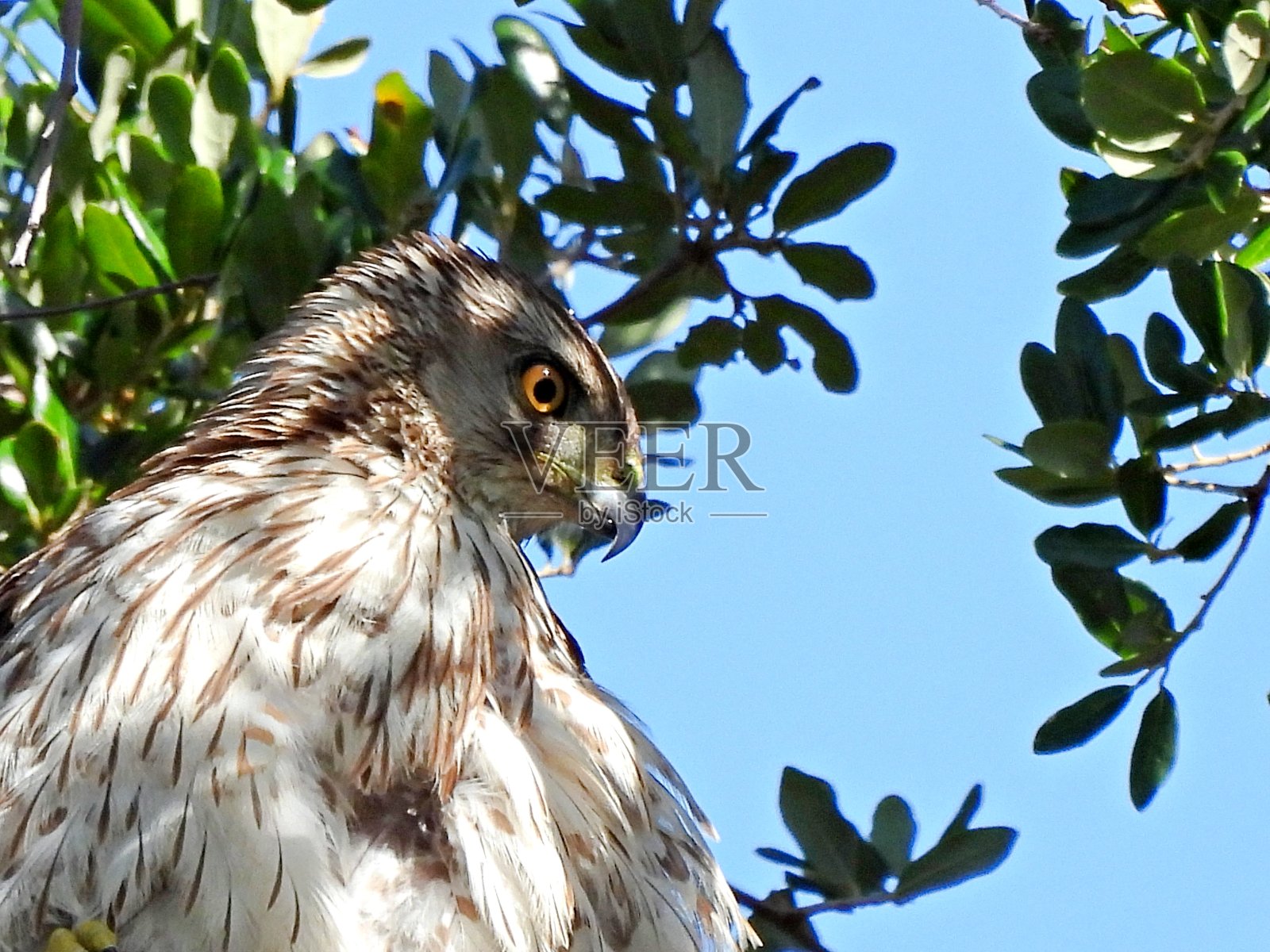 库珀的鹰(鹰库伯ii) -肖像照片摄影图片
