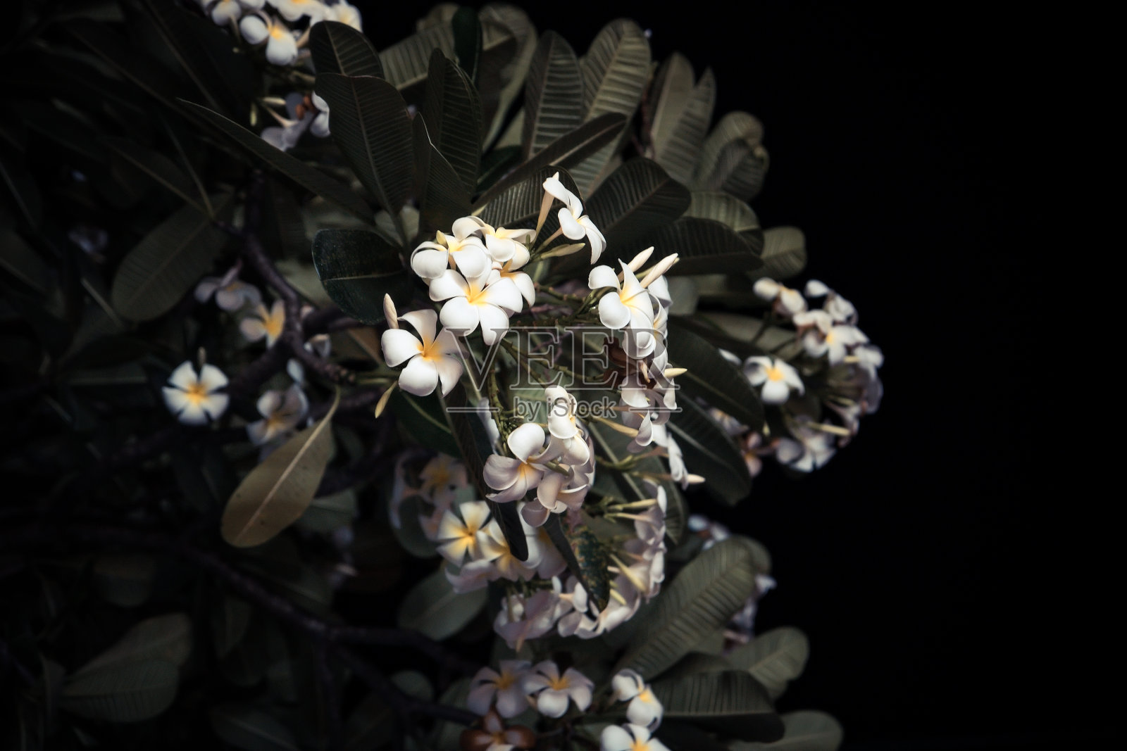 鸡蛋花热带花在深黑色的背景照片摄影图片