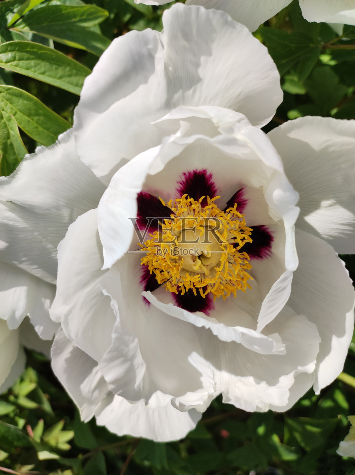 牡丹在花近距离。粉红色的牡丹花生长在花园里，花的背景。蜜蜂在春天的花朵里。照片摄影图片