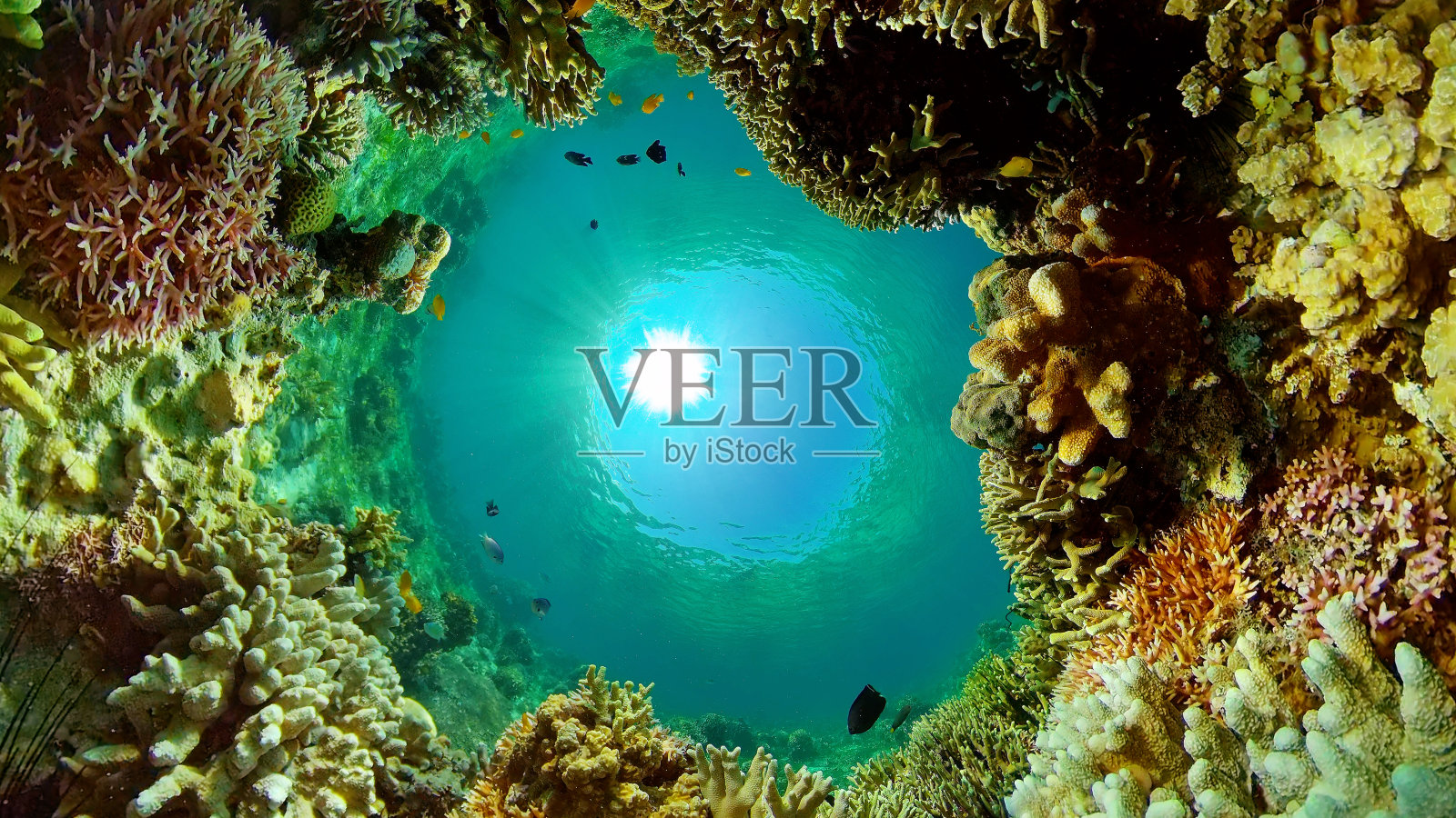 水下的珊瑚礁和热带鱼。菲律宾照片摄影图片