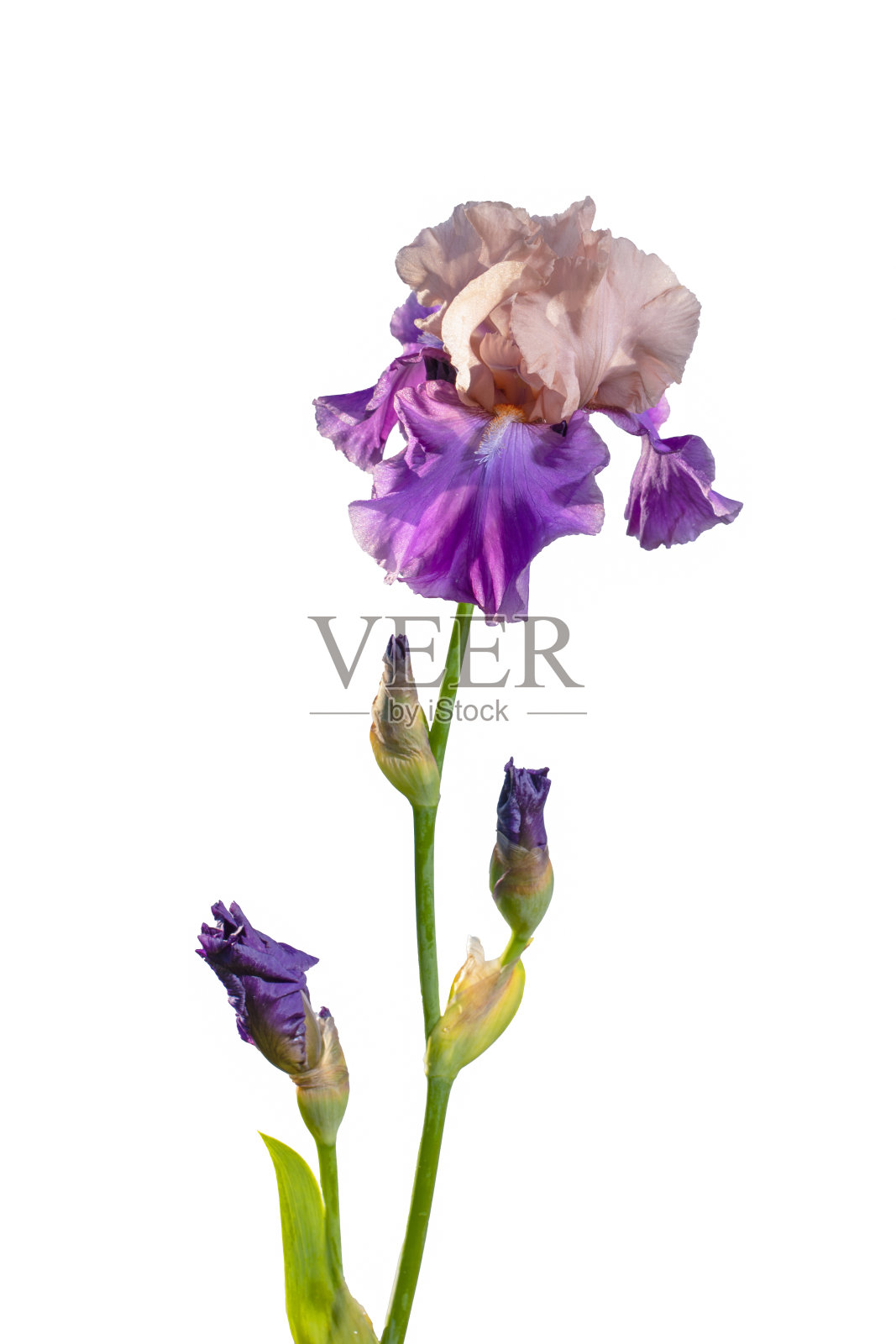 盛开的紫色和粉红色鸢尾花园花孤立在白色的背景。夏天花的背景照片摄影图片