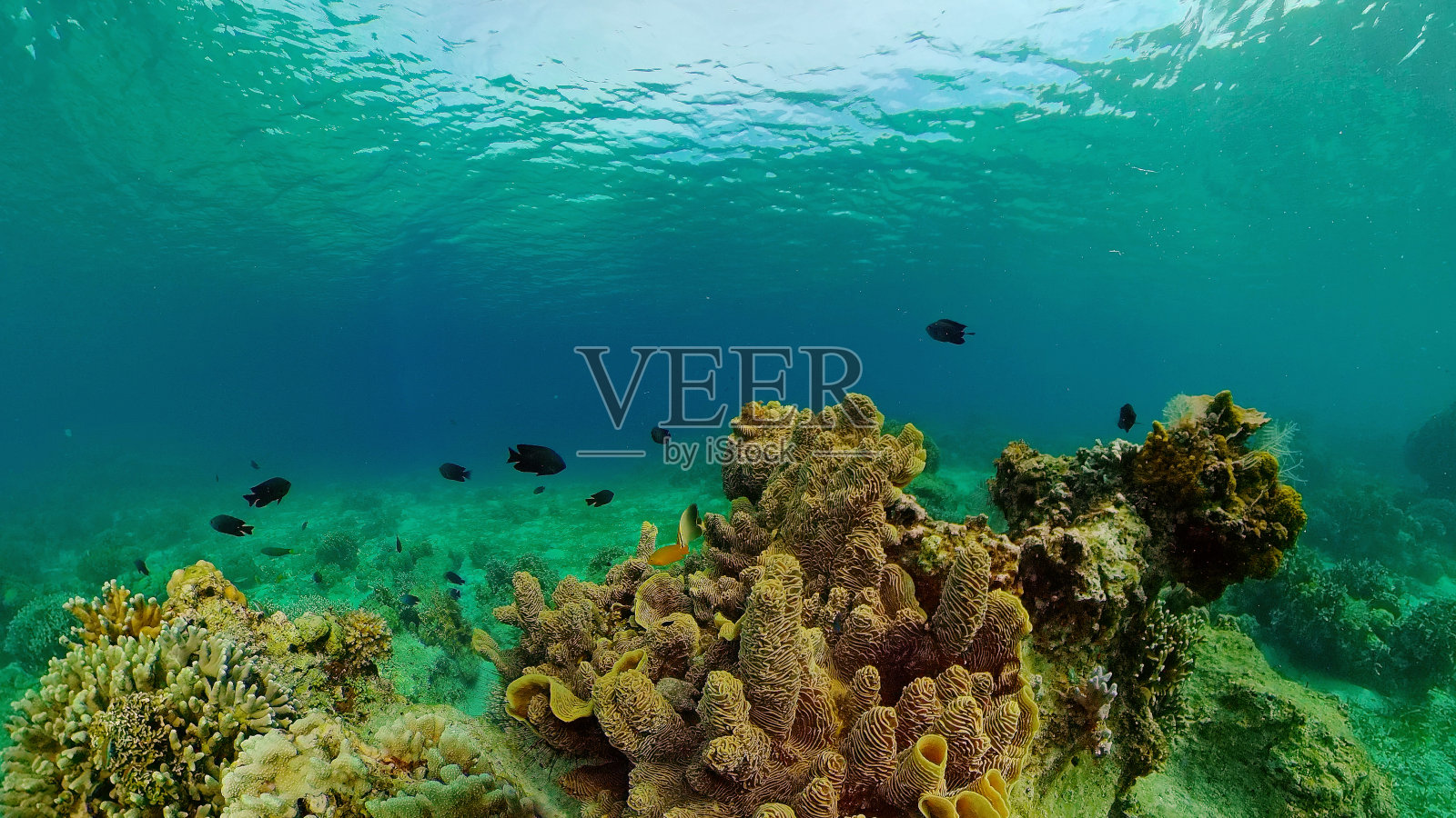 水下的珊瑚礁和热带鱼。菲律宾照片摄影图片