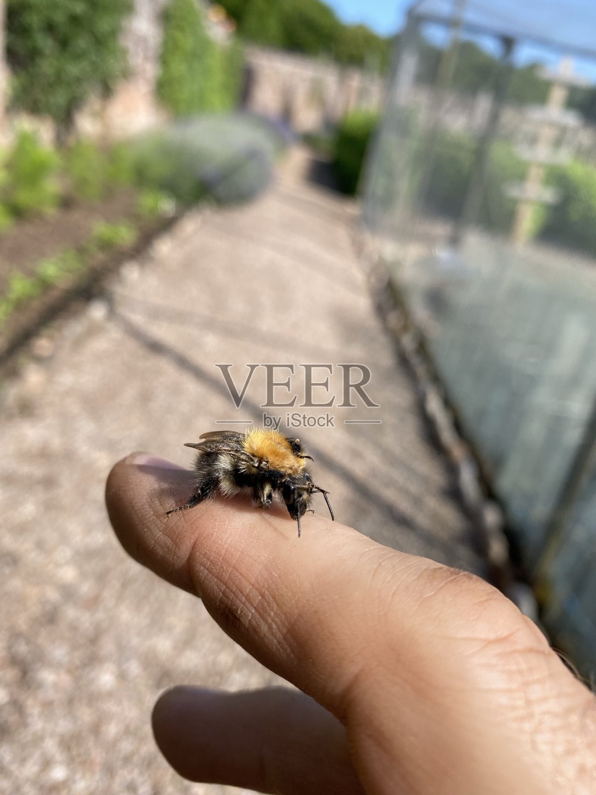 大黄蜂在清洁手指上的脸照片摄影图片