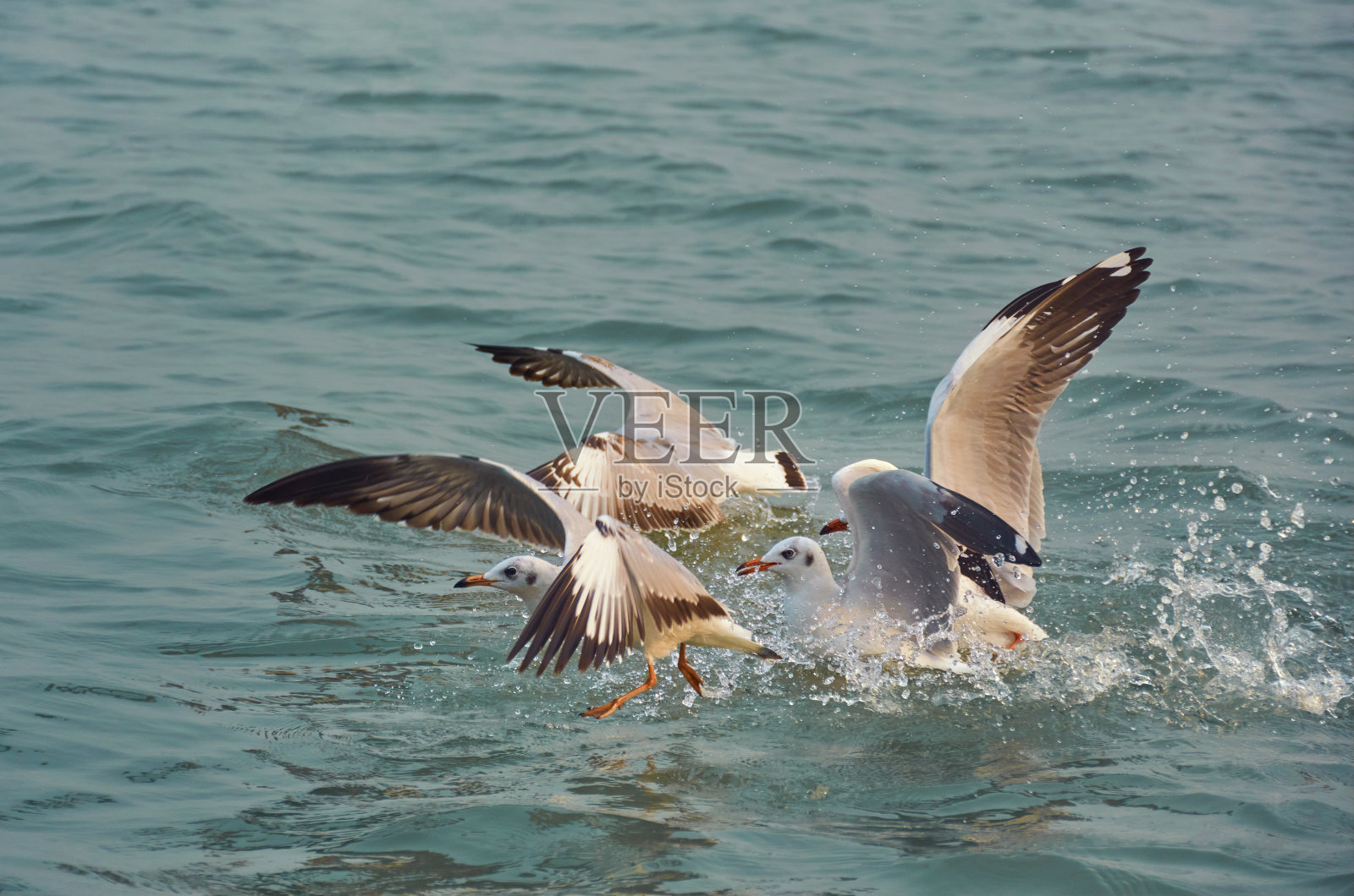 纳姆卡纳港，一群海鸥飞过湛蓝的河水照片摄影图片