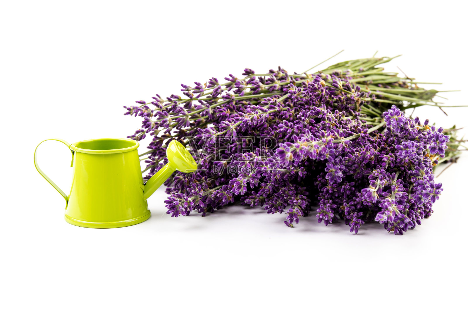 孤立在白色背景上的薰衣草花。关闭了。空间的文本照片摄影图片