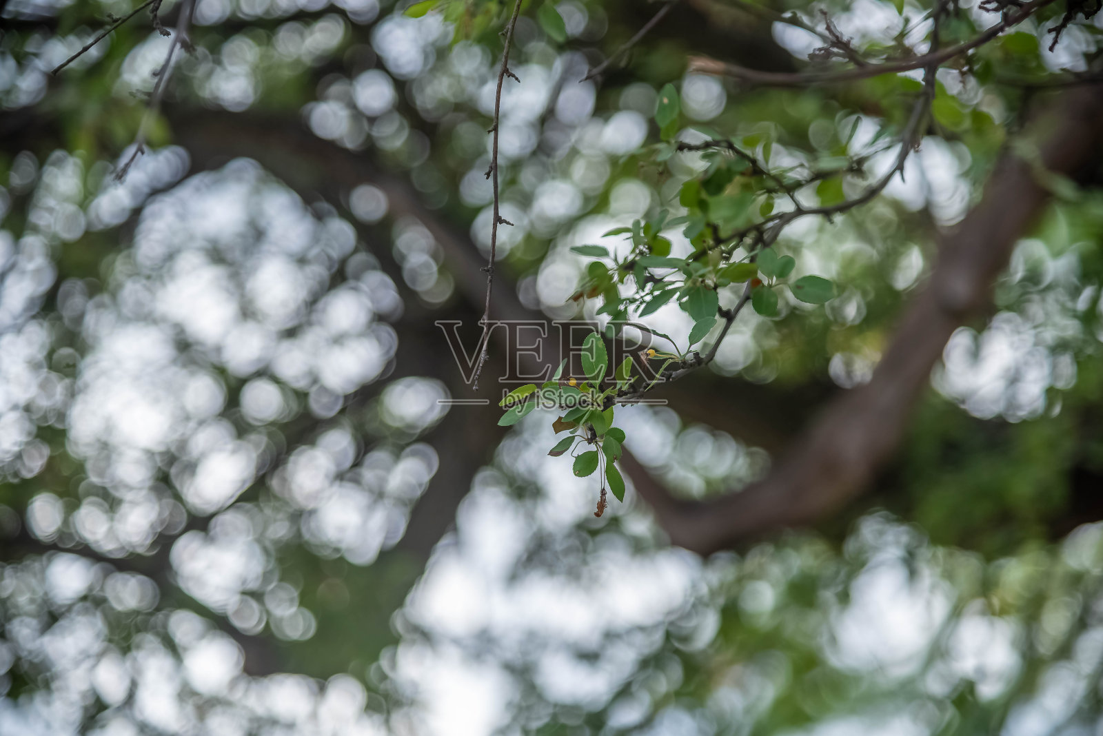 树上的叶子。照片摄影图片