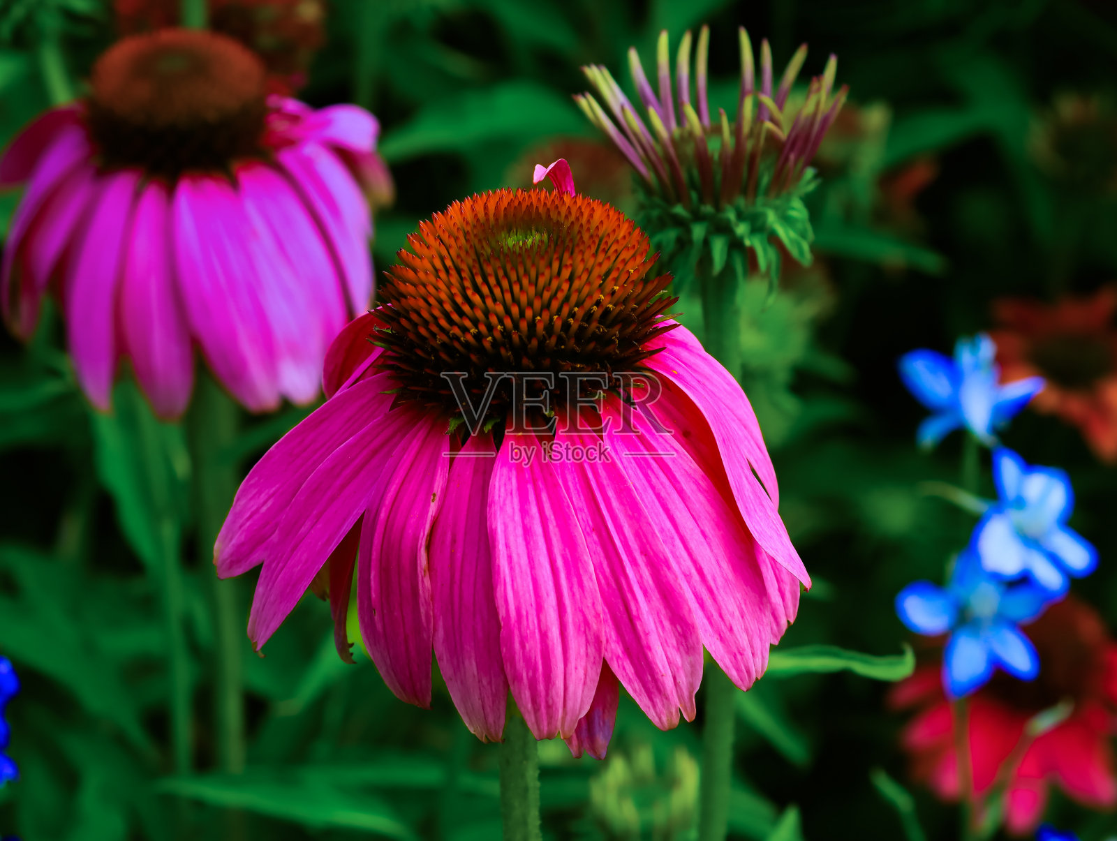 花园照片摄影图片