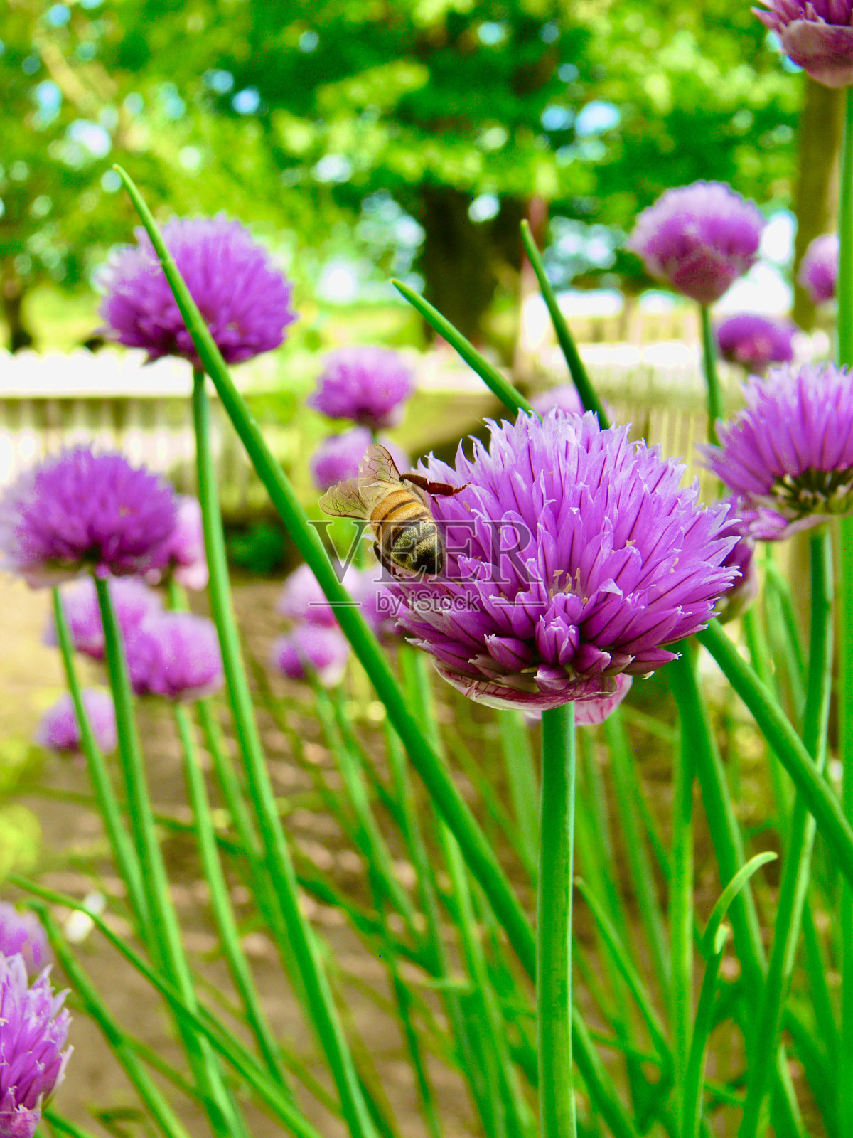 蜜蜂的屁股照片摄影图片