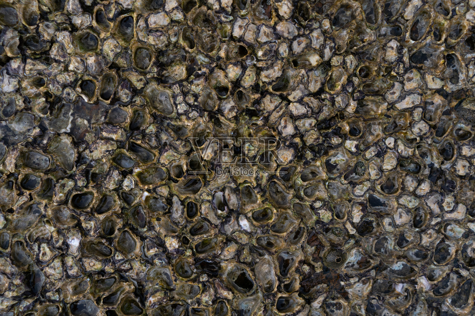 珊瑚石背景照片摄影图片