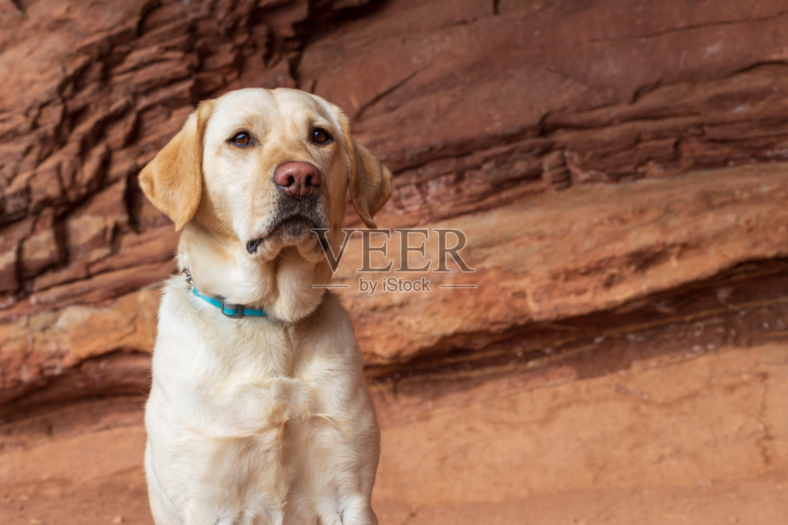 黄色拉布拉多寻回犬坐在红色岩石前照片摄影图片