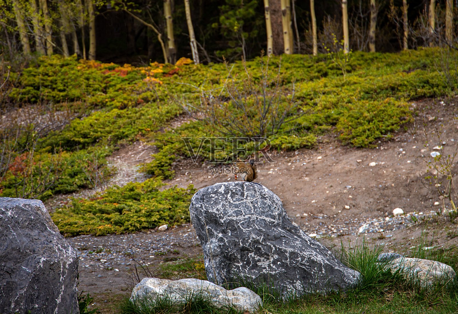 松鼠在岩石上摆姿势照片摄影图片
