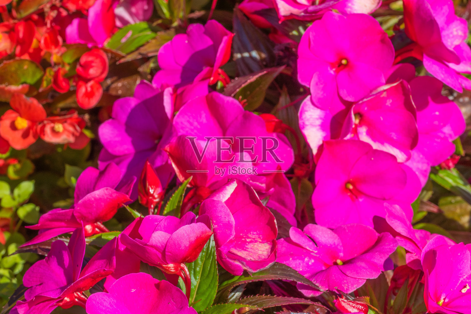 许多粉红色的夹竹桃开花照片摄影图片