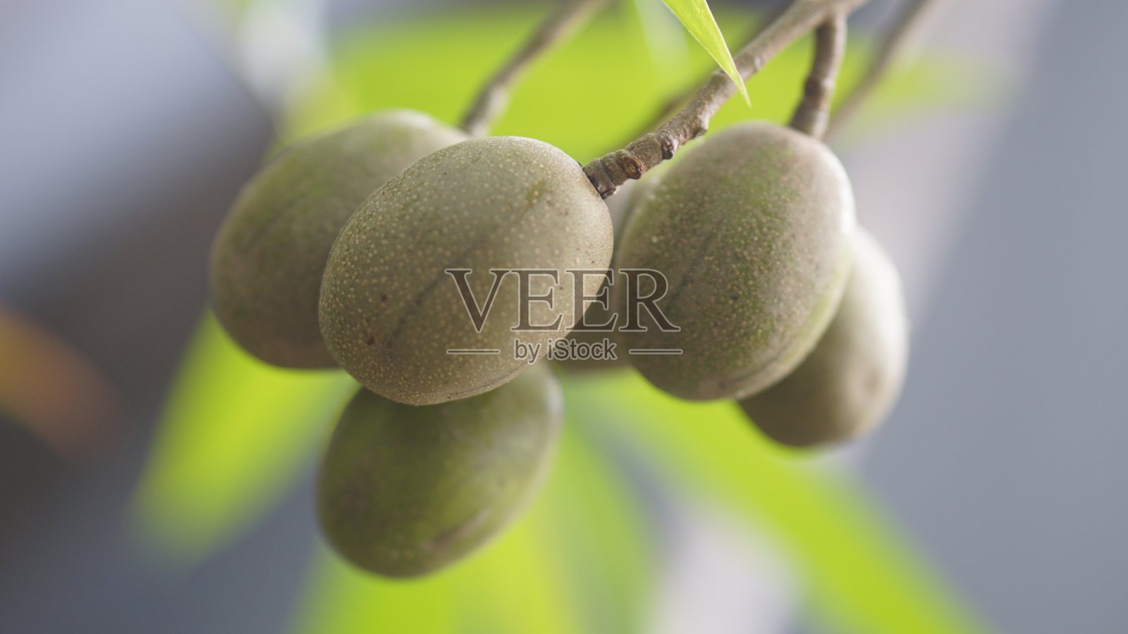 Ambarella水果照片摄影图片