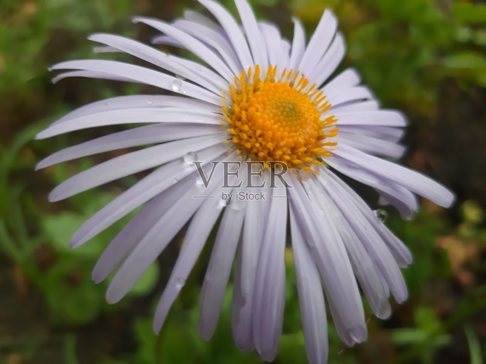 夏天的时间照片摄影图片