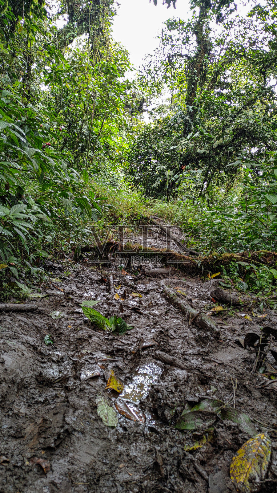 山中的泥路照片摄影图片