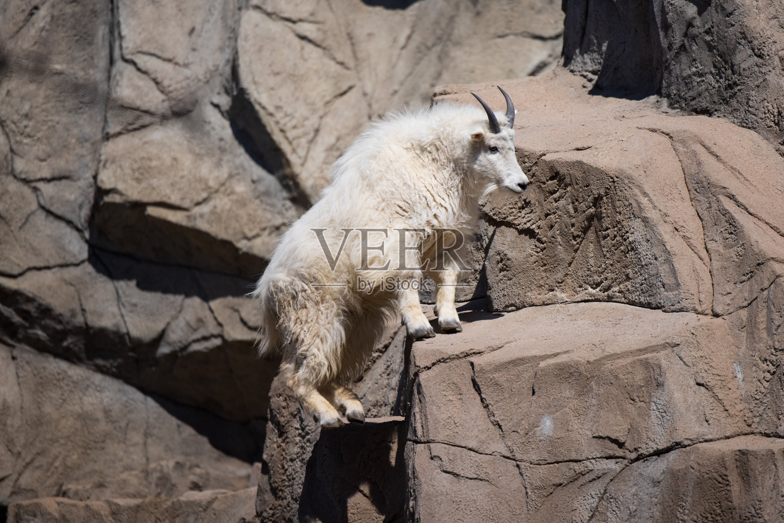 山羊照片摄影图片