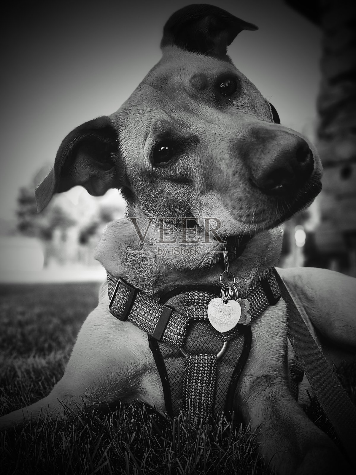 哇?照片摄影图片