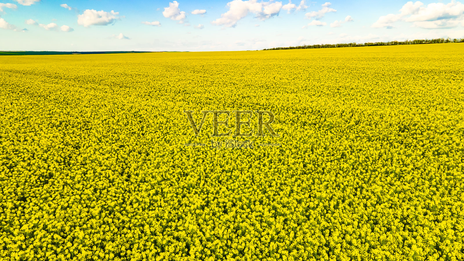 油菜地和蓝天白云照片摄影图片