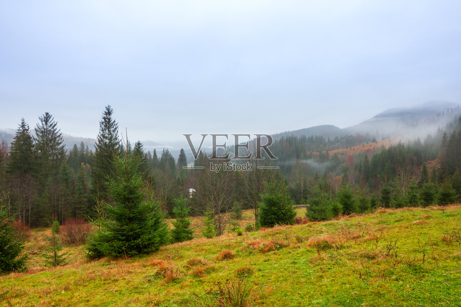 乌克兰,喀尔巴阡山。秋山中晨雾的时间流逝。风景有雪山和流动的雾。照片摄影图片