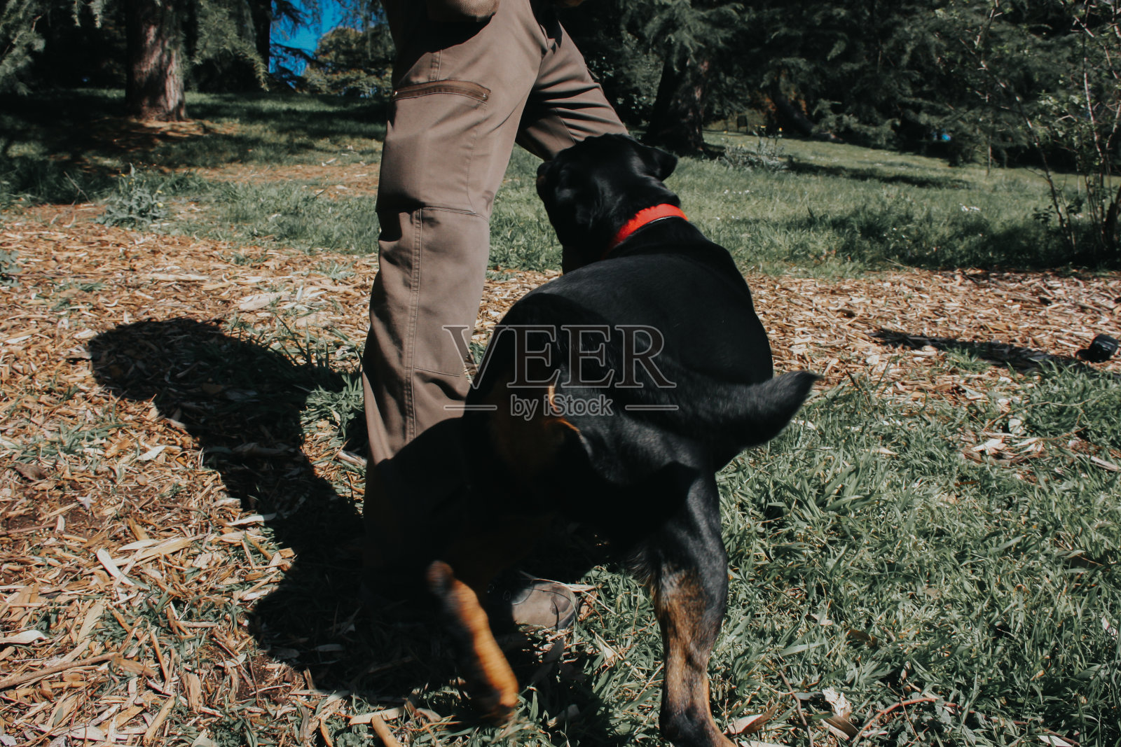 一个阳光明媚的日子，一个面目全非的男人在院子里和他的黑狗玩耍照片摄影图片