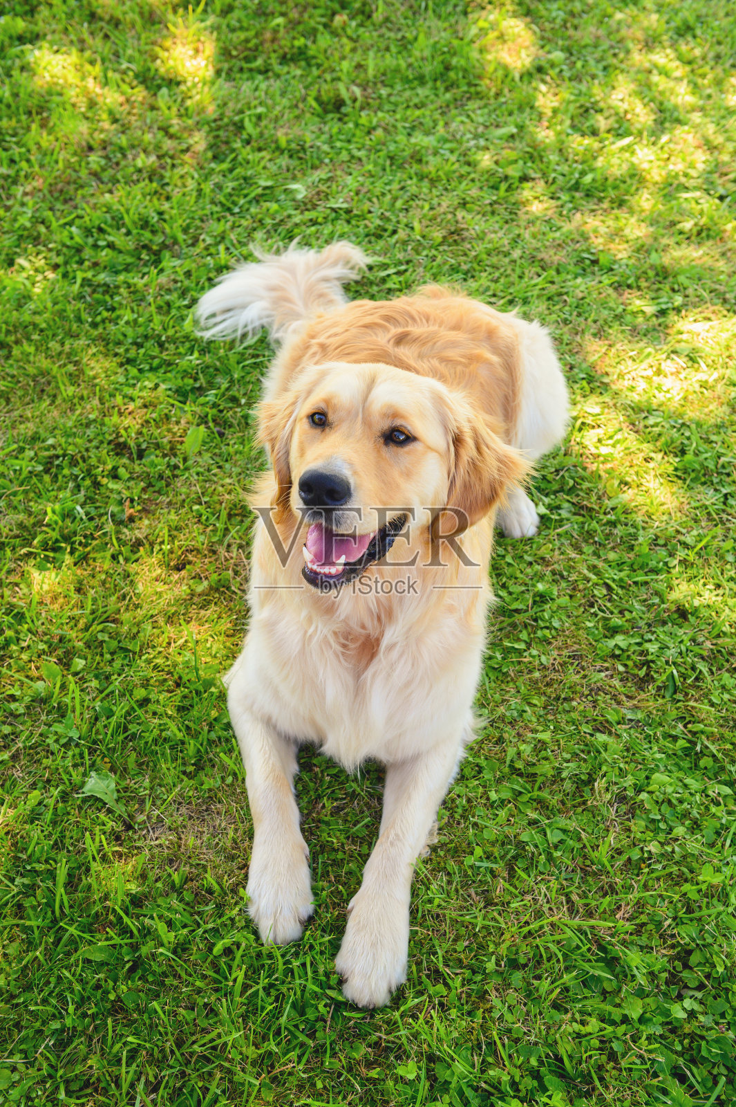 欢快的金毛猎犬照片摄影图片