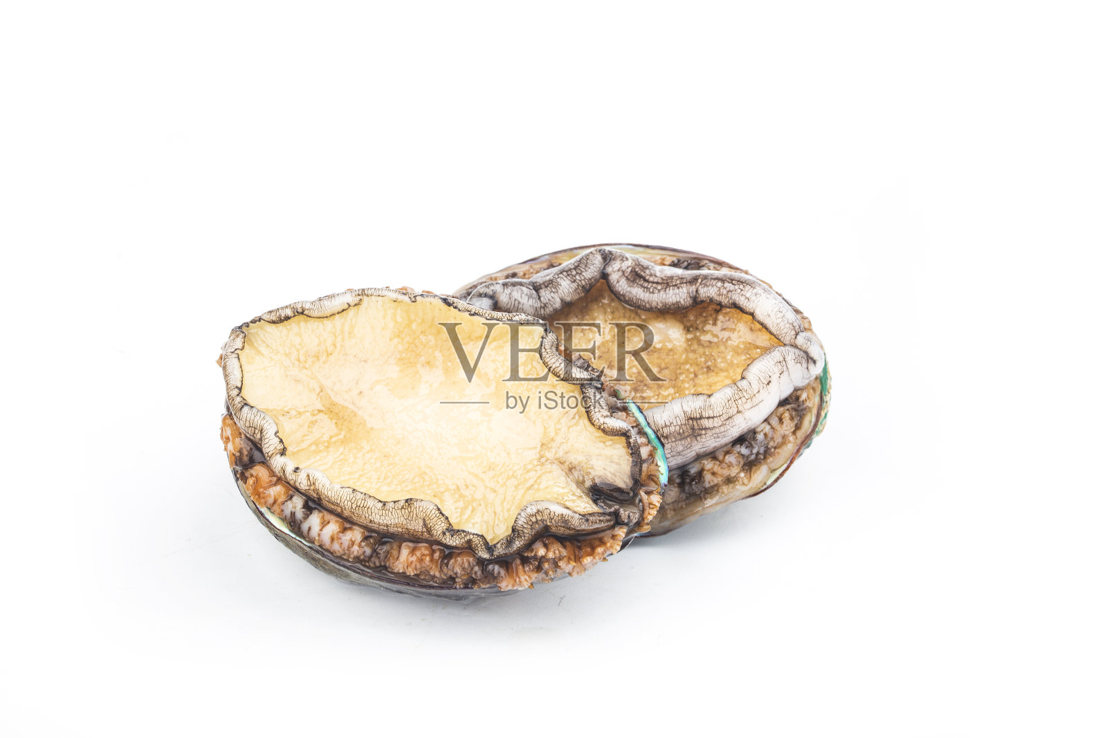 白色背景上的生鲍鱼照片摄影图片