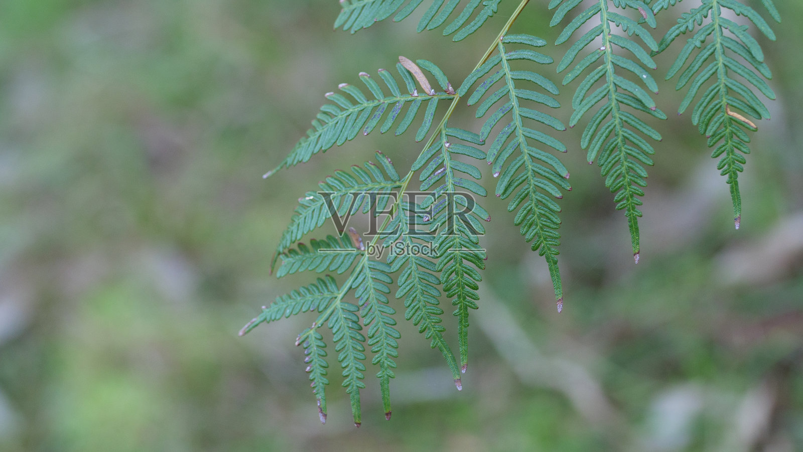 马萨山，澳大利亚维多利亚，一种绿色蕨类植物的微距摄影。照片摄影图片