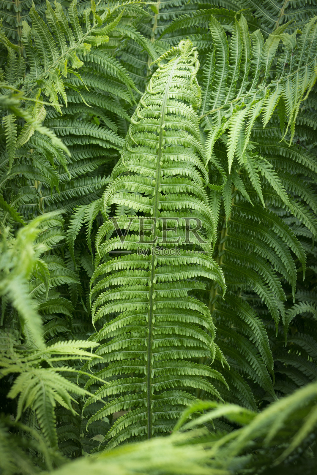 热带丛林背景中的蕨类。带有植物图案的蕨类叶子。天然热带植物背景。照片摄影图片