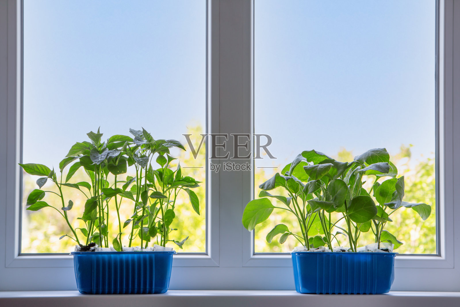 蔬菜苗、甜椒和茄子放在窗台上的托盘里。地上长着新芽。照片摄影图片