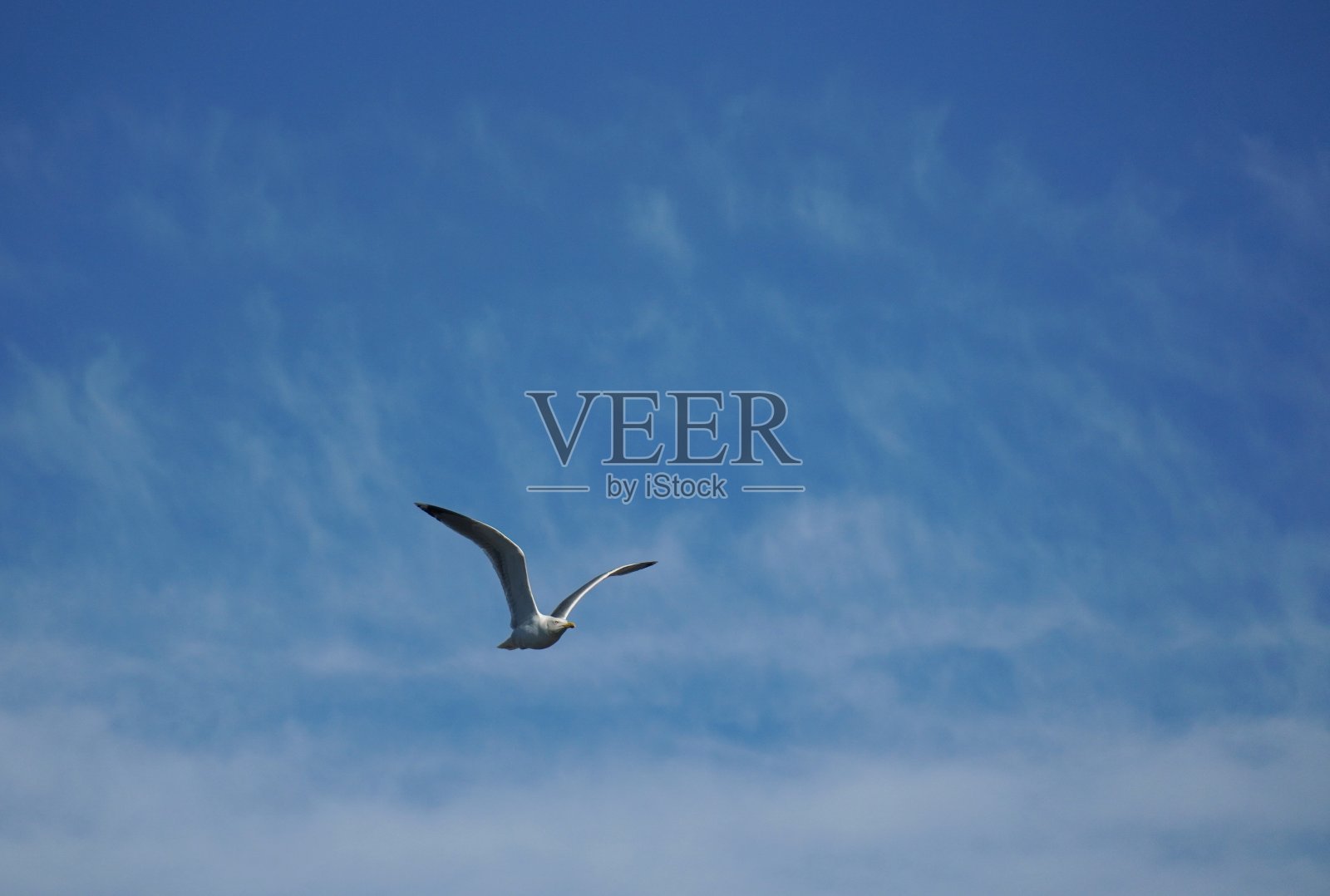 孤独的海鸥，海鸥鸟，蓝天白云。大海或海洋的好画面。照片摄影图片