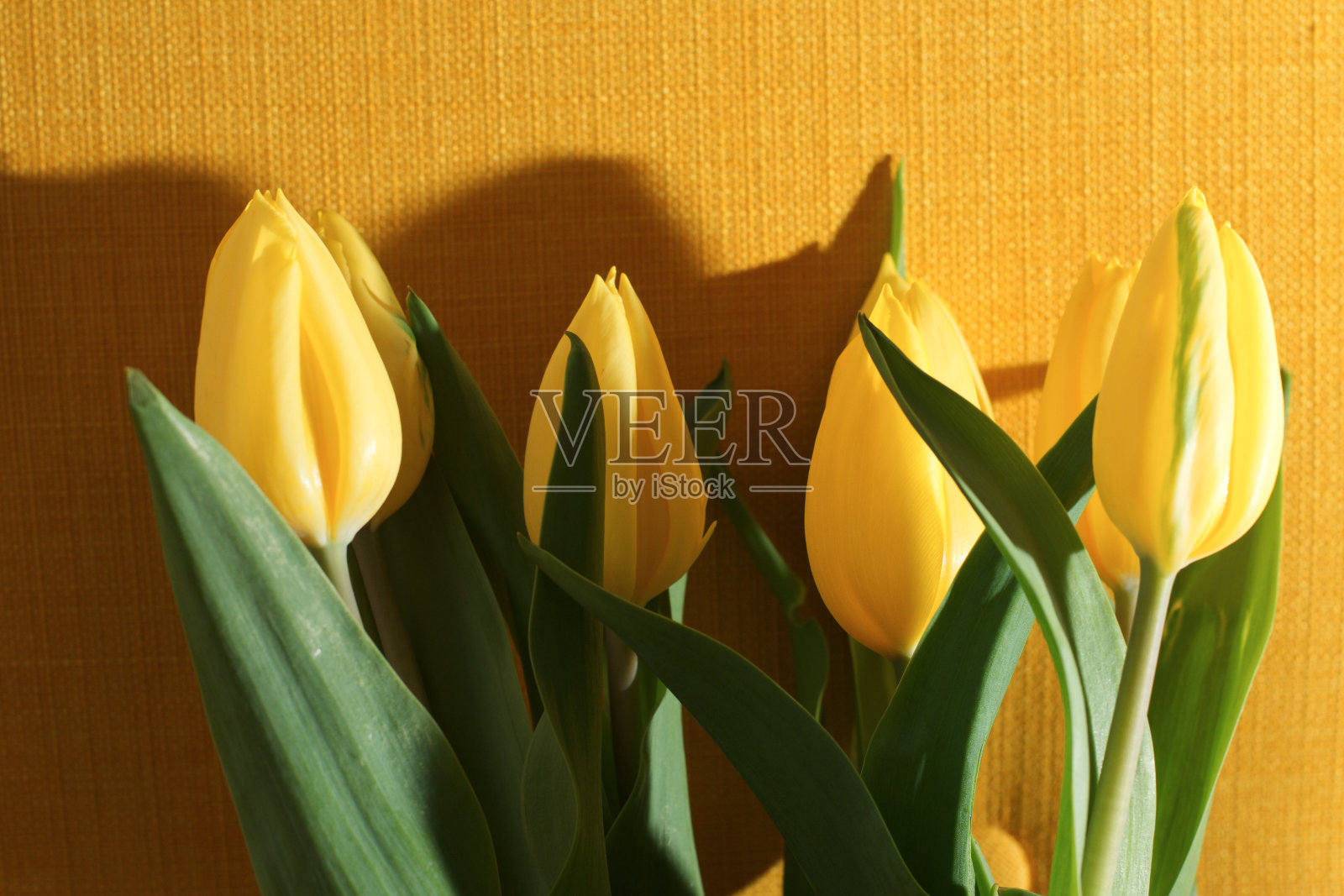 黄色郁金香照片摄影图片