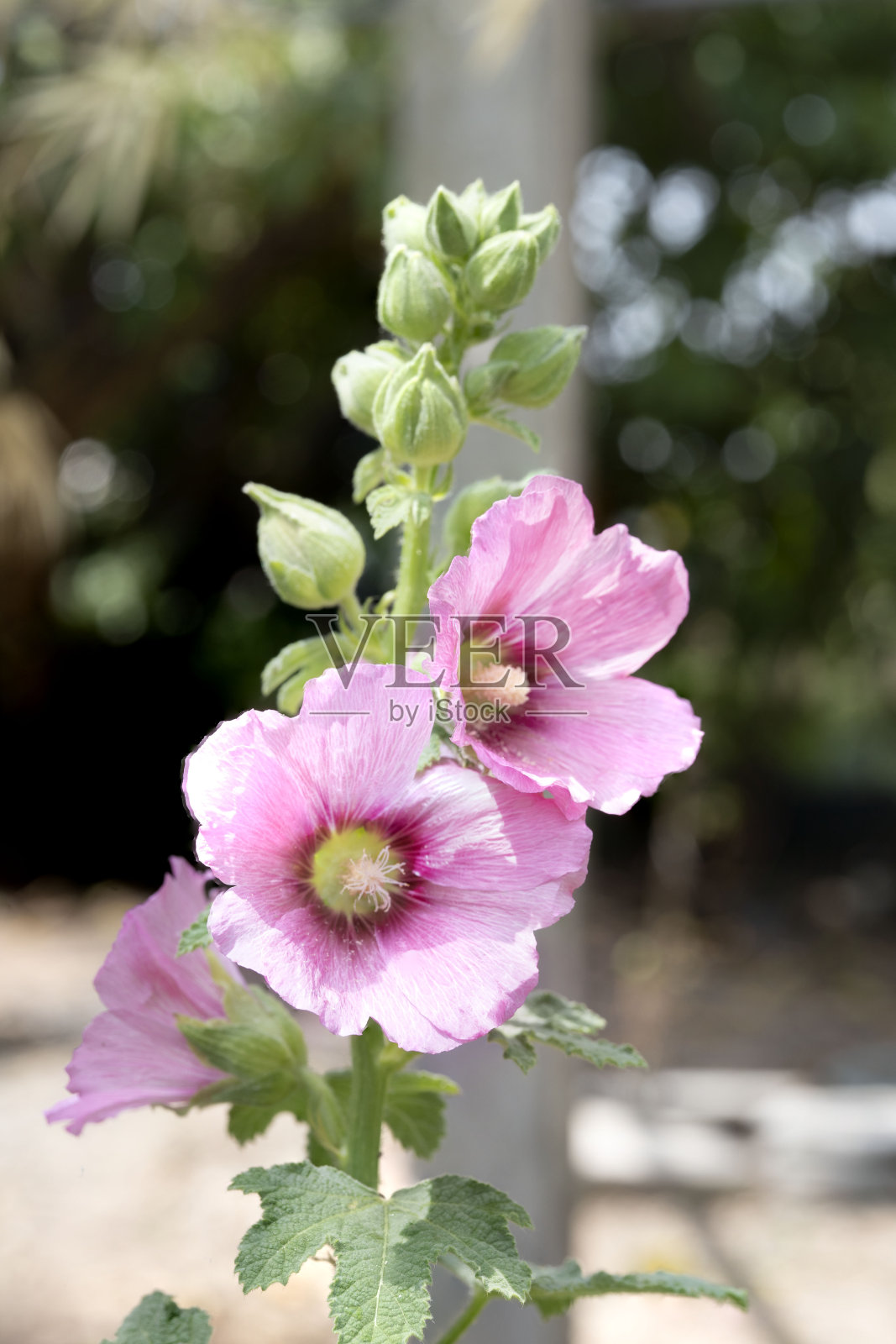 美丽的蜀葵生长在花园里。粉色和紫色的蜀葵，带有一些清晰模糊的散景背景。照片摄影图片