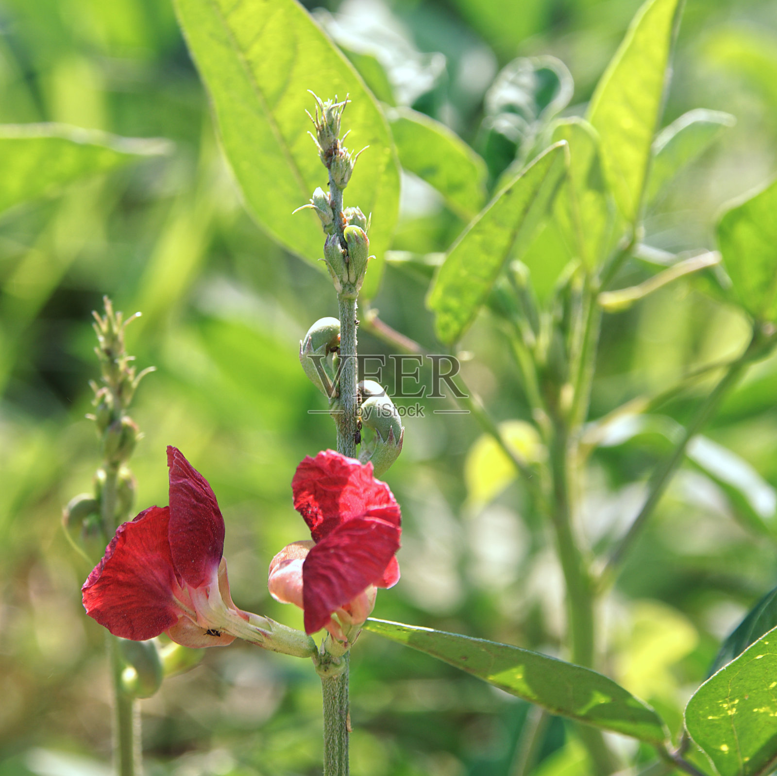 菜豆semierectus。照片摄影图片