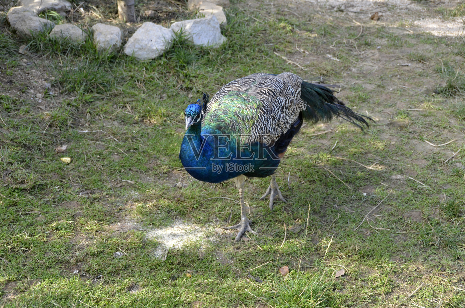 草地上的孔雀照片摄影图片