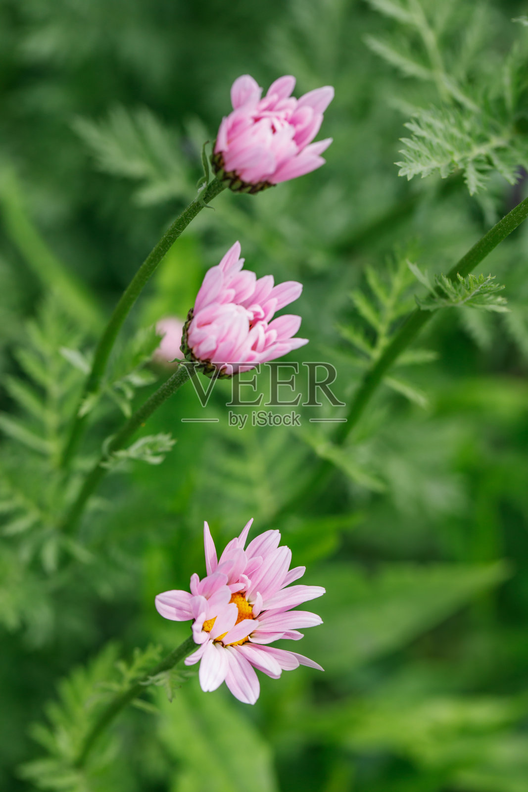 三朵粉红色的雏菊盛开在美丽的树叶上。照片摄影图片