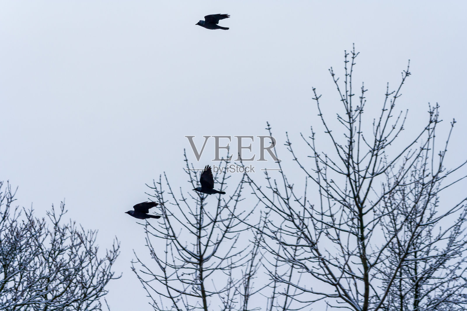 冬天飞行的鸟在空中照片摄影图片