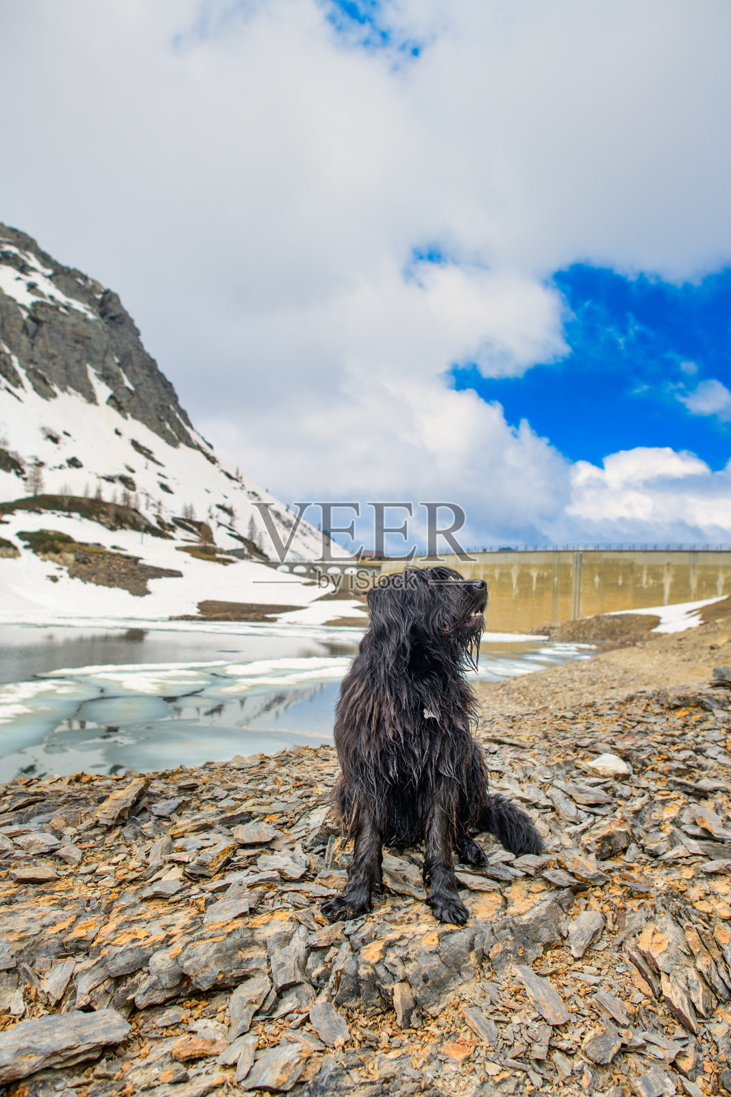 在高山大坝附近的山上生活的一种牧羊犬照片摄影图片