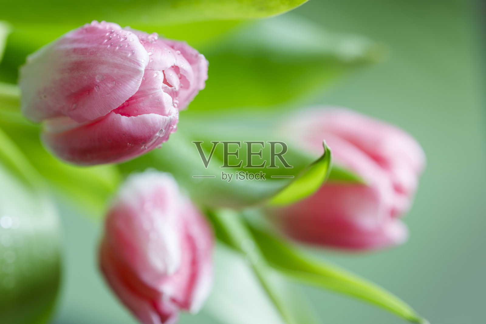 美丽的壁纸，粉红色的郁金香，绿色的背景特写。照片摄影图片