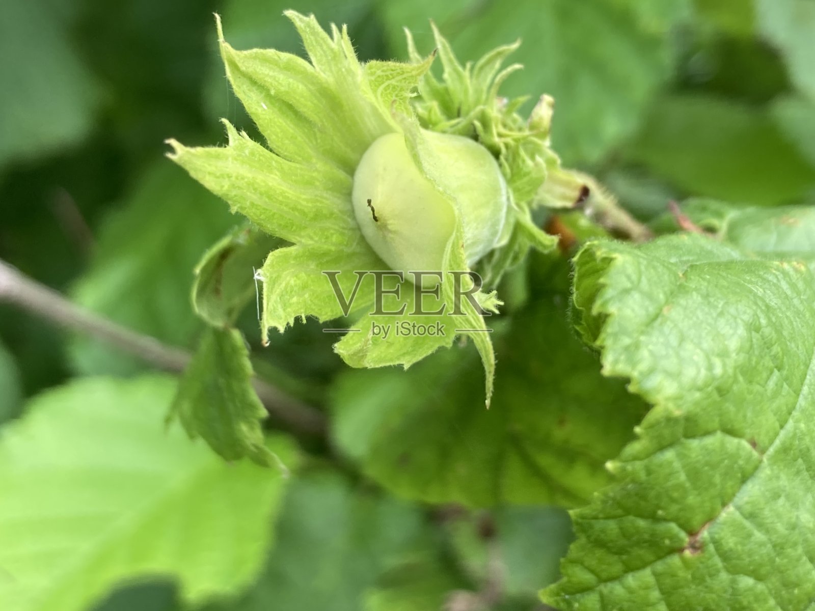 树上的榛子照片摄影图片