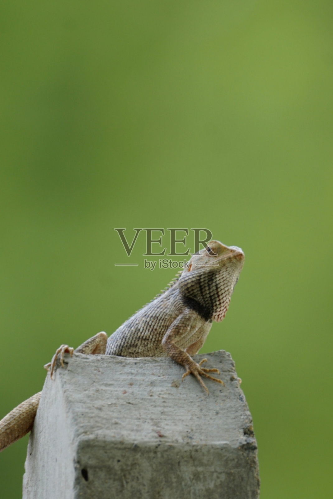 印度的变色龙照片摄影图片