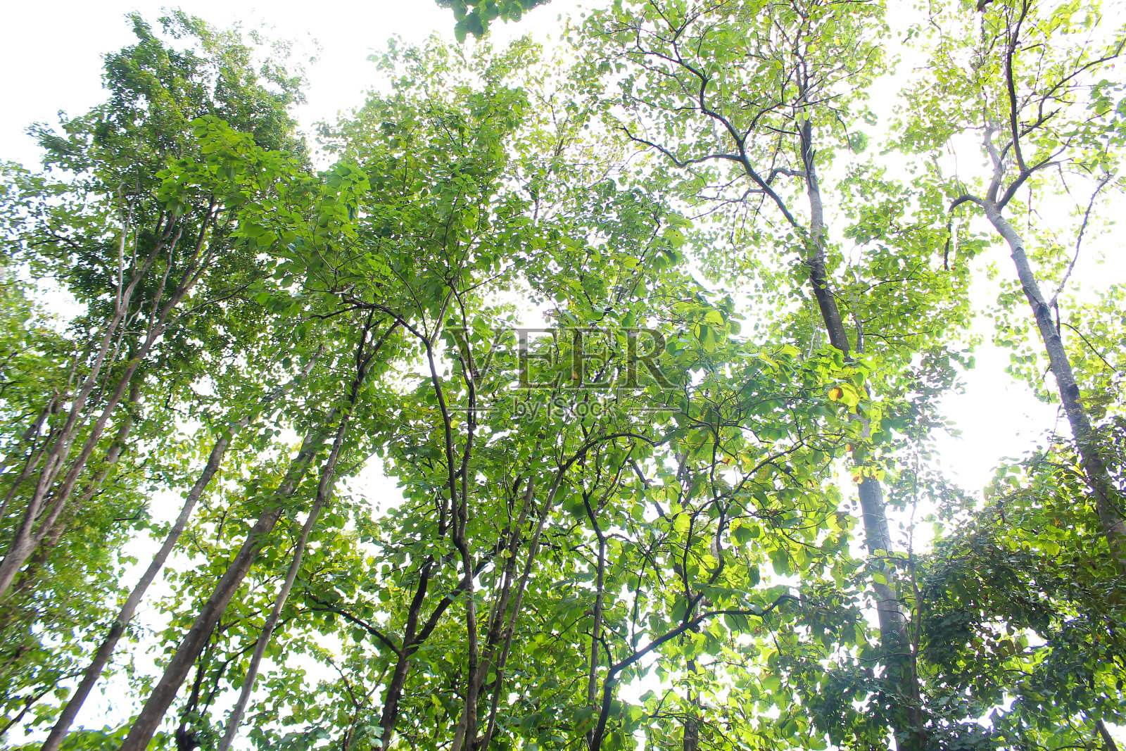 柚木树在旱季仍然能够存活照片摄影图片