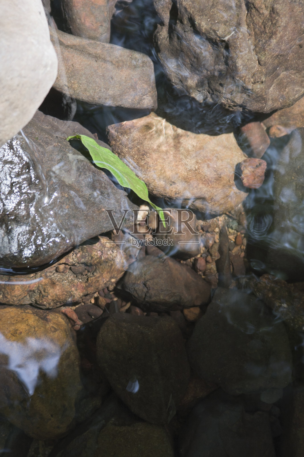 绿色的叶子在水里的丛林。照片摄影图片