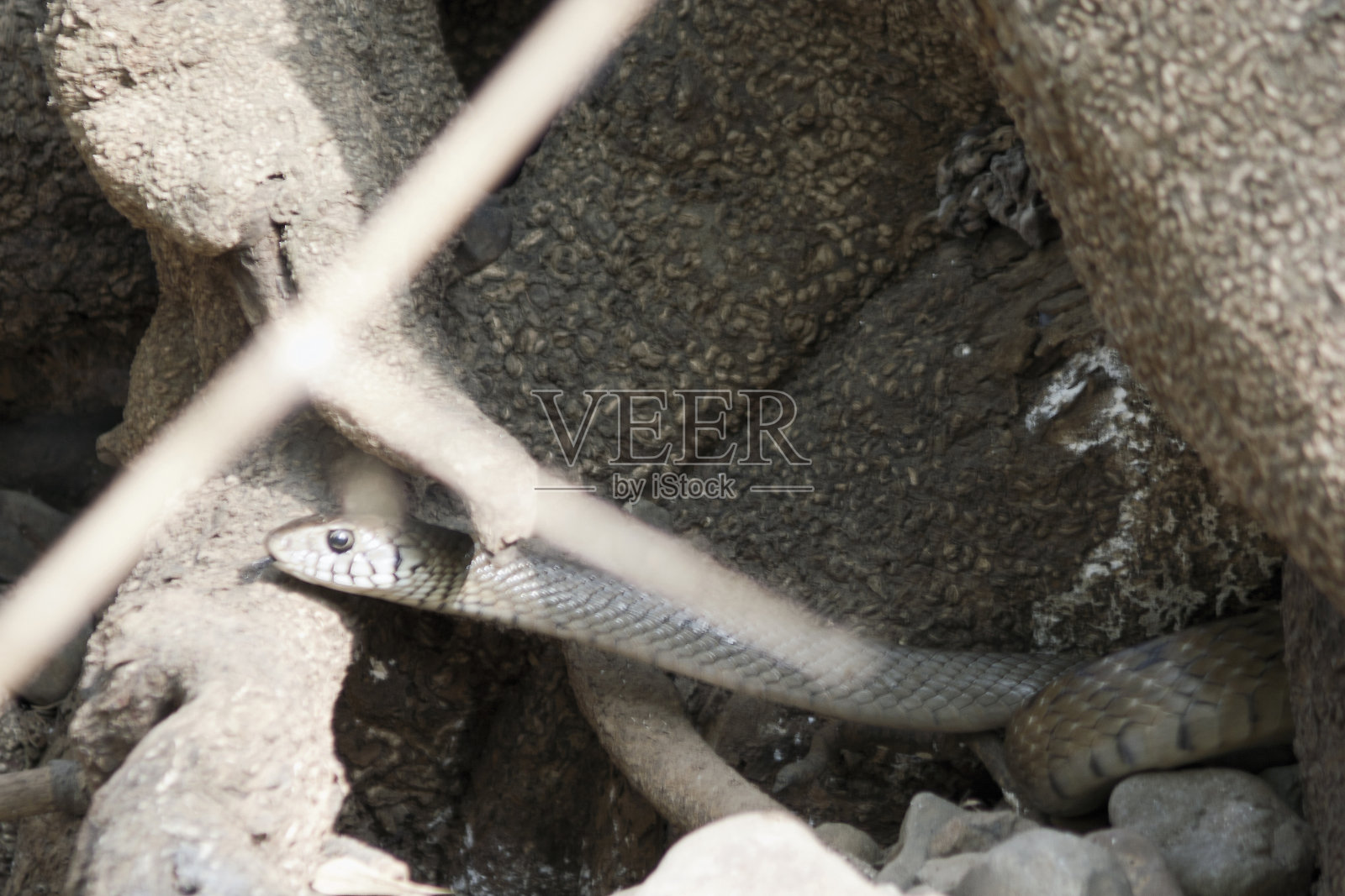 那条蛇从丛林的树干角落里出现了。照片摄影图片