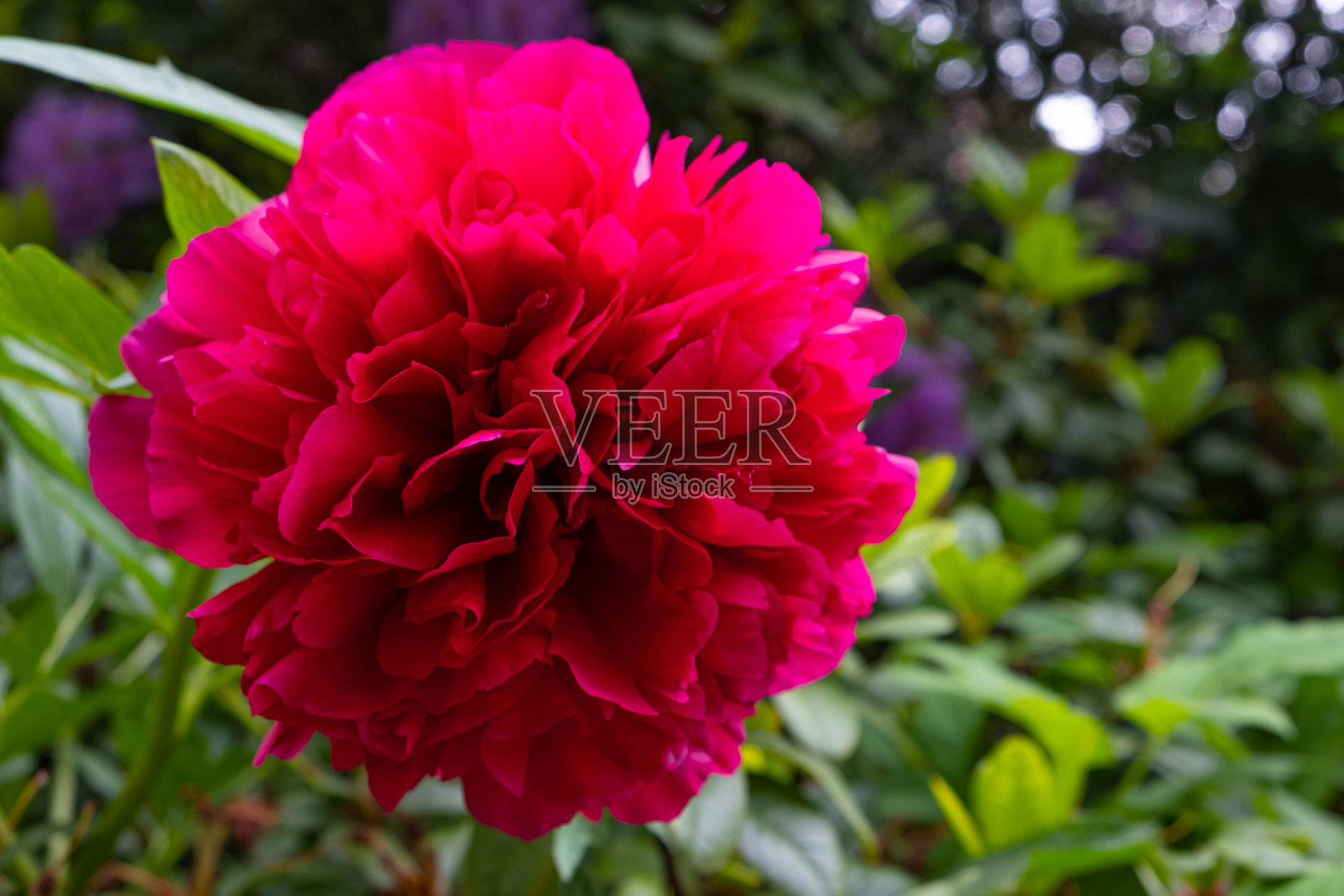 盛开着勃艮第牡丹毛茸茸的花蕾，在夏日的花园里照片摄影图片