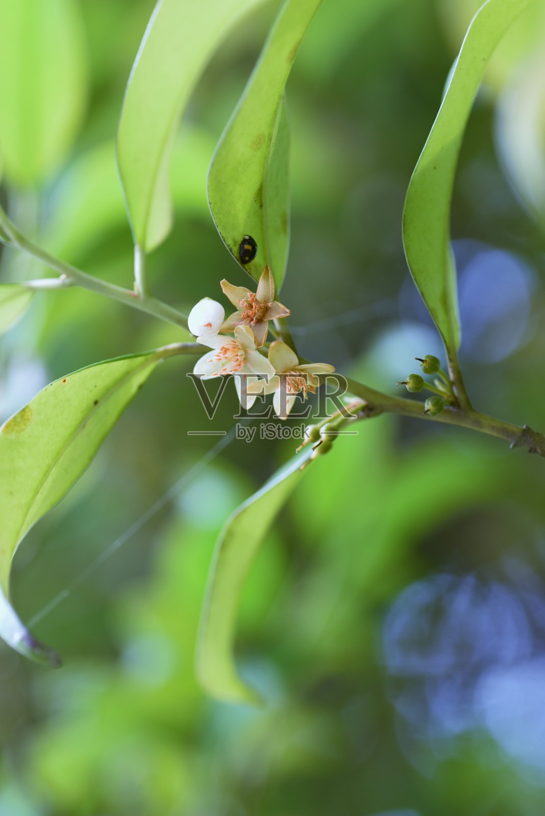 日本cleyera花。照片摄影图片